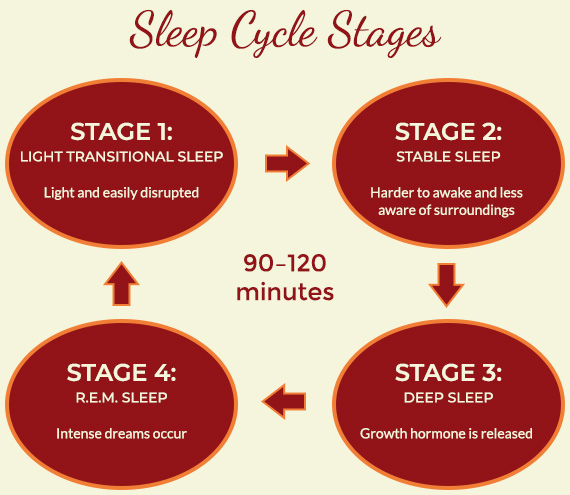 sleep cycle stages | Serenity Valley Dental