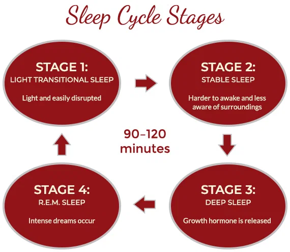 sleep-cycle